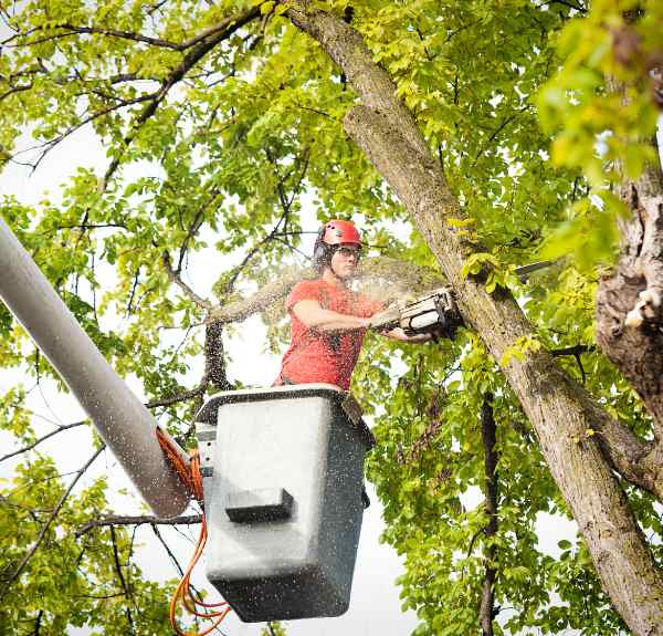 Toms River Tree Service