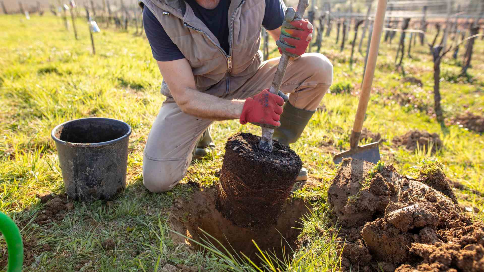 Tree-Planting