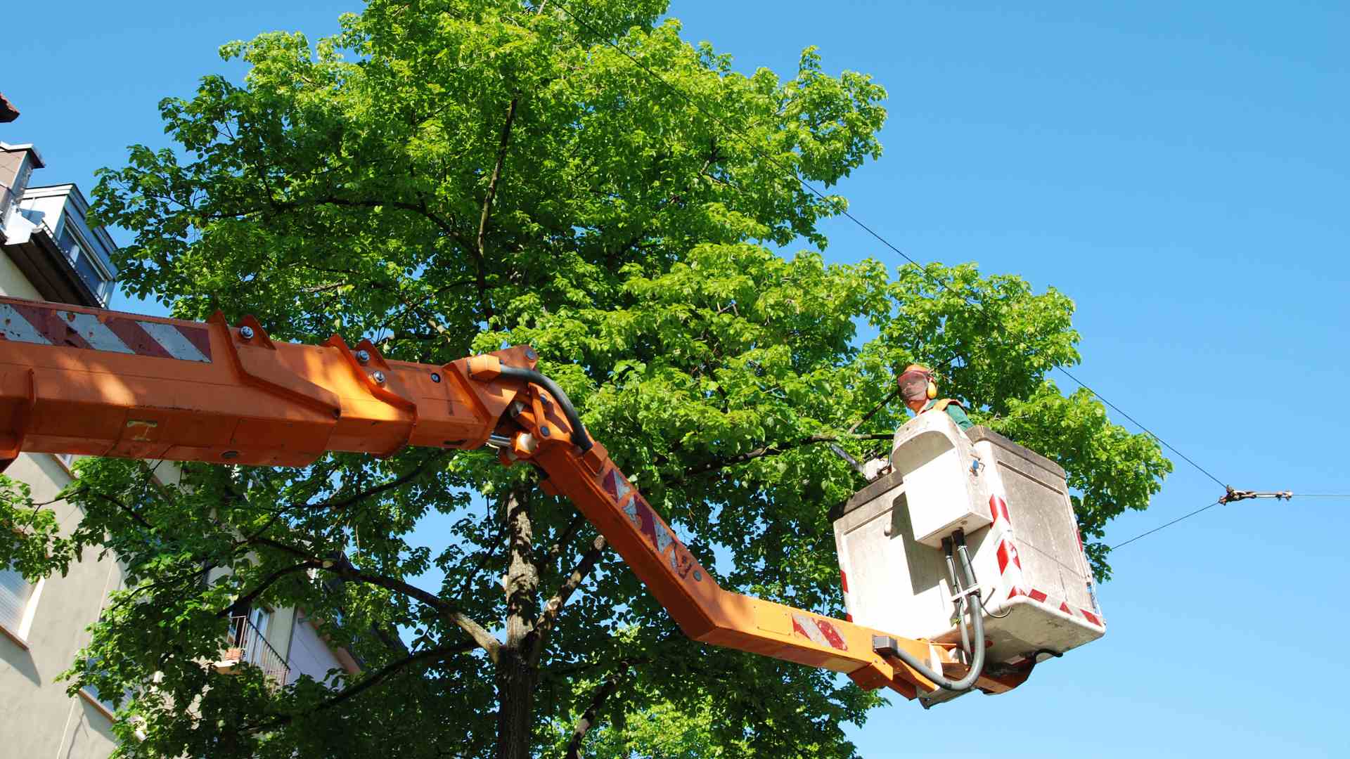 Tree-Trimming